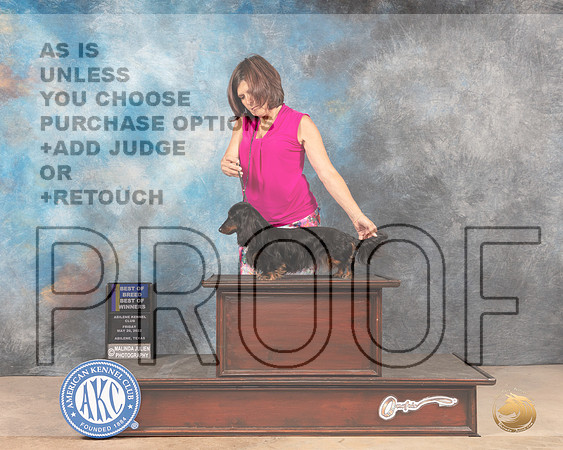 Dachshund Longhaired #14 Fri BOWBOB Judge Gloria Kerr-MMJ_3185-Addison2022-HR3