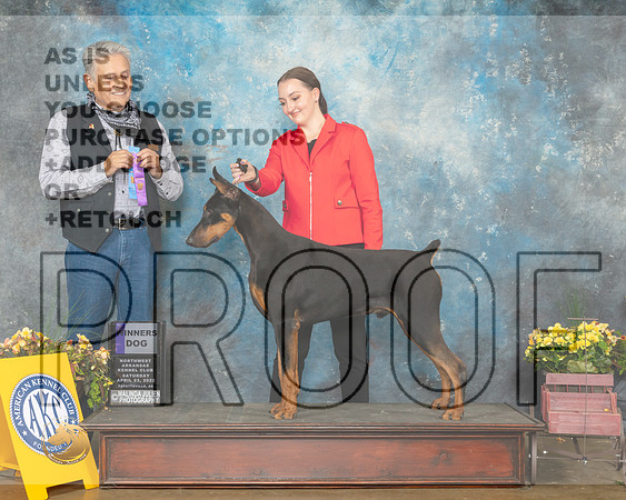 Doberman Pinscher #7 Sat WD Judge John Ramirez-MMJ_0966-NWARK2022-HR3