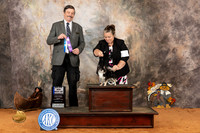 Chihuahua Long Coat #23 Sun WDBOW Judge Jim Fehring