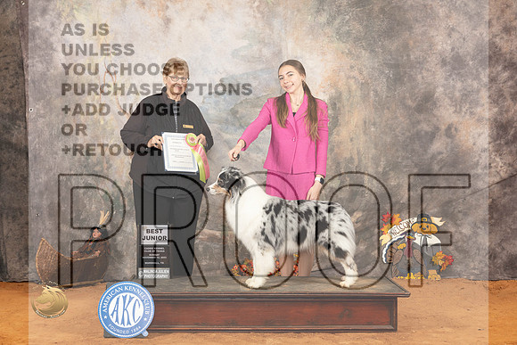 Australian Shepherd #J602 Sun BJr Judge Susan Napady_JP_2366_Marshall_2023_HR3