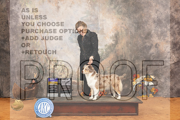 Miniature American Shepherd #10 Sun BOB Judge Robert Robinson_JP_2343_Marshall_2023_HR3