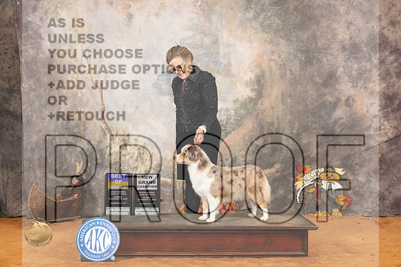 Miniature American Shepherd #10 Sun BOB Judge Robert Robinson_JP_2347_Marshall_2023_HR3