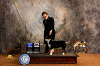 Miniature American Shepherd #12 Sat BOWWB Judge Nicolas DeBedout Sun Robinson