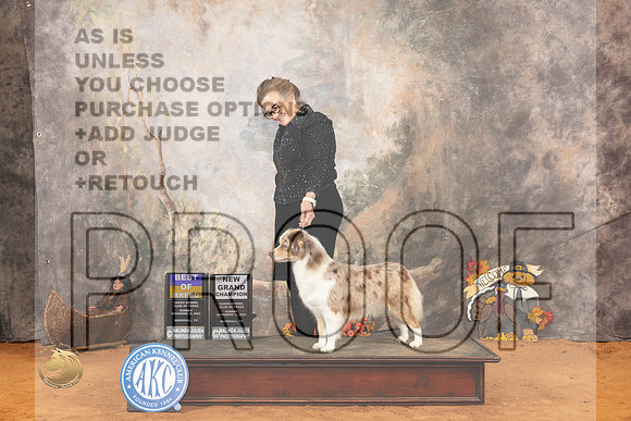 Miniature American Shepherd #10 Sun BOB Judge Robert Robinson_JP_2350_Marshall_2023_HR3