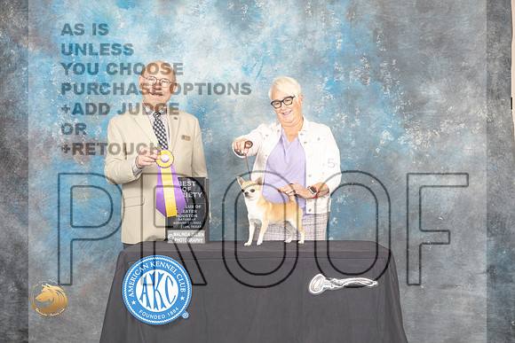 Chihuahua Smooth Coat #5 Sta BOV Judge Tim Robbins_MJ_0124_HstnTOY_2022_HR3