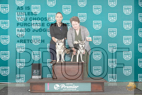 Alaskan Klee Kai #1041 #847 __JP_2808_Premier_2024_HR3
