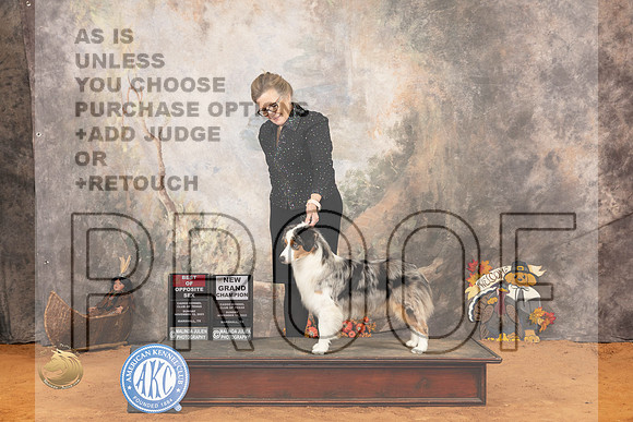 Miniature American Shepherd #15 Sat BOS Judge Nicolas DeBedout_JP_2337_Marshall_2023_HR3