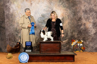 Japanese Chin #23 Sun G1 Judge John Ramirez