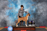 Boxer #5 Sun WDBOB NCh Judge Nikki Riggsbee