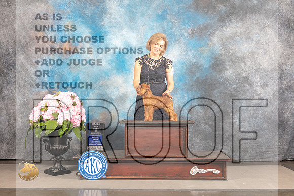 Brussels Griffon #10 Sat BOW Judge Linda Hurlebaus_MJ_7288_Houston_2022_HR3