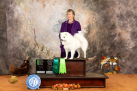American Eskimo #6 Sun