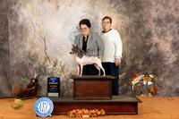 American Hairless Terrier #10 Sun BOW Judge Susan Napady