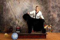 Black Russian Terrier #5 Sun G2 Judge Nicolas DeBedout