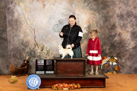 Chihuahua Long Coat #7 Sat BOVOHBOV Judge Gina Schag