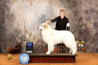 Great Pyrenees #5 Sun G1 Judge Nicolas DeBedout