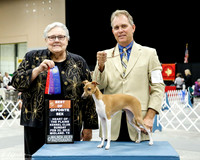 Italian Greyhound #10 Sun BOS Swanson Shawna and Blake Judge Ms Denny C Mounce