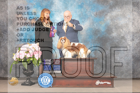 Cavalier King Charles Spaniel #15 Sat WDOHBOB Judge Linda Hurlebaus_MJ_7812e_Hstn_2022_HR3