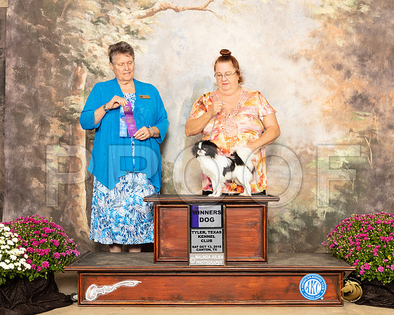 Japanese Chin #5 SAT WD +Judge-SSR_4301e1-HR3