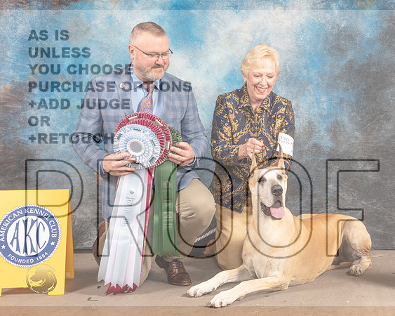 Great Dane #10 Fri BVBOHSB Judge Jason Hoke-MMJ_6963-FW2022-HR3