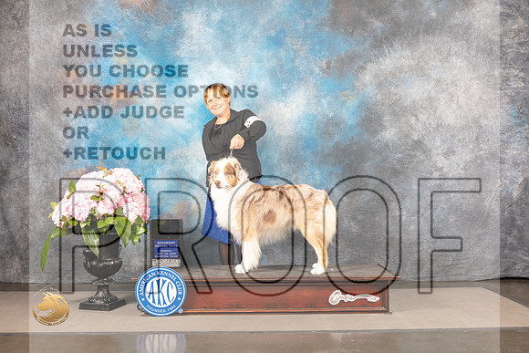 Australian Shepherd #23 SUN CW Judge Janet Fink_MJ_7935_Houston_2022_HR3
