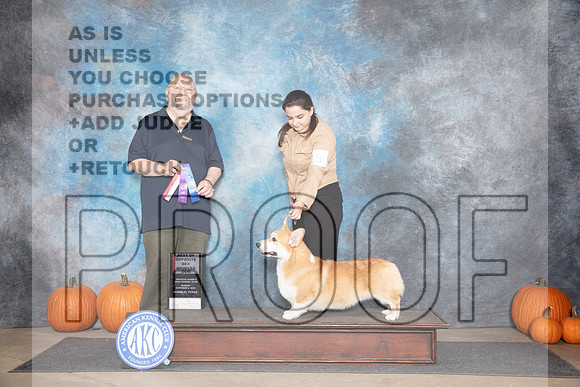 Pembroke Welsh Corgi #15 Sun WDBOS Judge Ray Filburn__JP_9401_Humble_2024_HR3