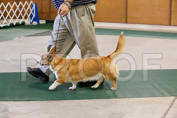 Corgi-5698-NormanNov13-HR