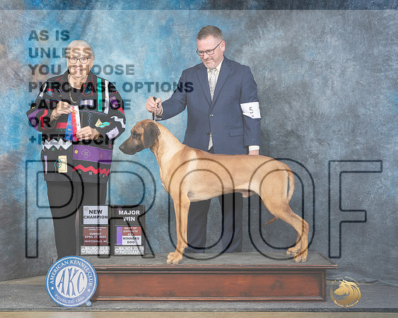 Rhodesian Ridgeback #5 Sun WDBOSMCH Judge Denny Mounce-_JP_5847e_Fayetteville_2024-HR3