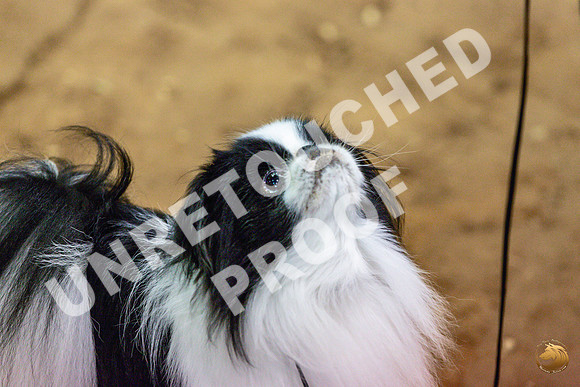 Japanese Chin Jan FriJJL_0414_Marshall_2023_HR3