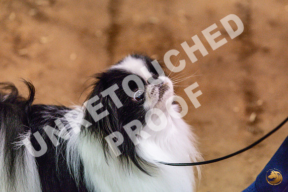 Japanese Chin Jan FriJJL_0415_Marshall_2023_HR3