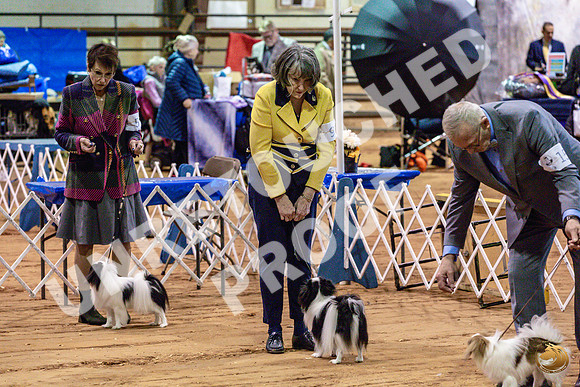 Japanese Chin Jan FriJJL_0417_Marshall_2023_HR3