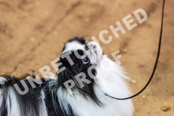 Japanese Chin Jan FriJJL_0412_Marshall_2023_HR3