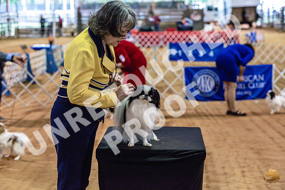 Japanese Chin Jan FriJJL_0436_Marshall_2023_HR3