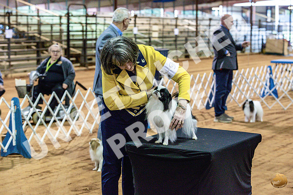 Japanese Chin Jan FriJJL_0439_Marshall_2023_HR3