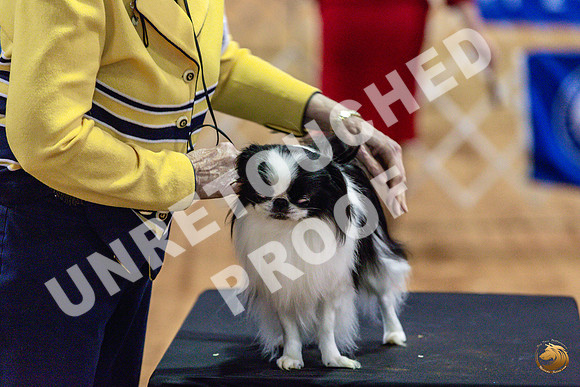 Japanese Chin Jan FriJJL_0438_Marshall_2023_HR3