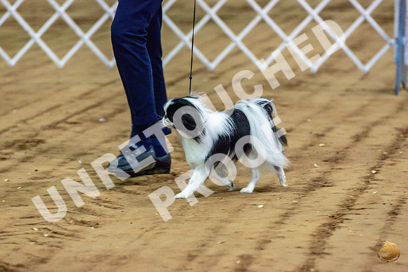 Japanese Chin Jan FriJJL_0445_Marshall_2023_HR3