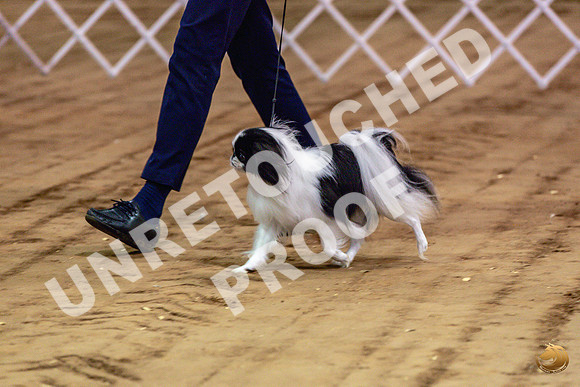 Japanese Chin Jan FriJJL_0446_Marshall_2023_HR3