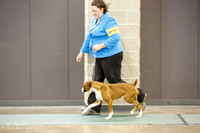 Boxer Sat S1