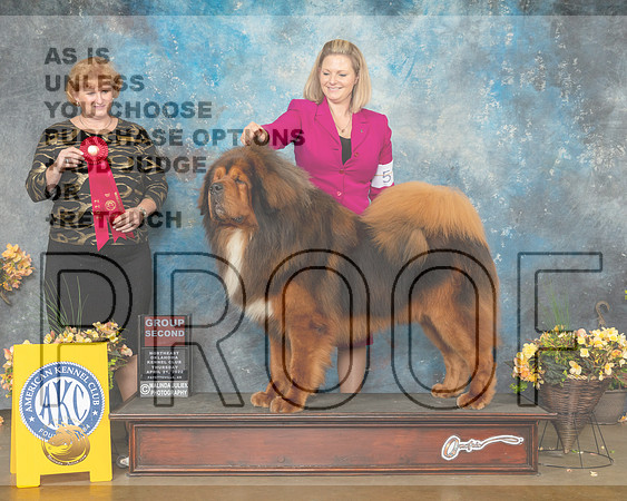 Tibetan Mastiff #5 Thur G2 Judge Betty Pollock-MMJ_8945-NWARK2022-HR3