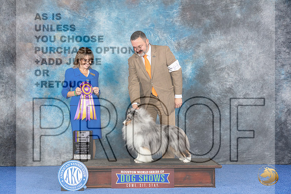 Shetland Sheepdog #23 WED BISS Judge Sheryl Kendrick__JP_7037_Houston_2024_HR3