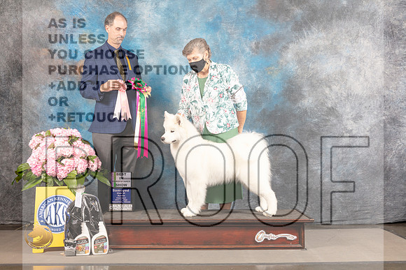 Samoyed #14 THUR BISweeps Judge Neal Henderson_MJ_3938_Houston_2022_HR3