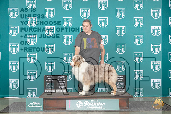 Australian Shepherd #1127 TD__JP_2266_Premier_2024_HR3