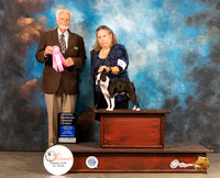 Boston Terrier #6 Thur OHG1 Judge Houston Clark