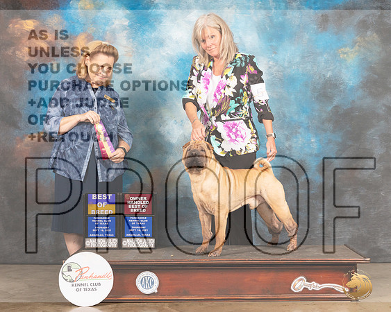 Chinese Shar Pei #5 Thur BOB Judge Donelle Richards-MMJ_1283-Amarillo2021