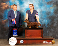 Dachshund Wire #6 Thur BOWBOS Judge Del RIchards