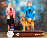 Finnish Spitz #5 Thur G2 Judge Jan Paulk