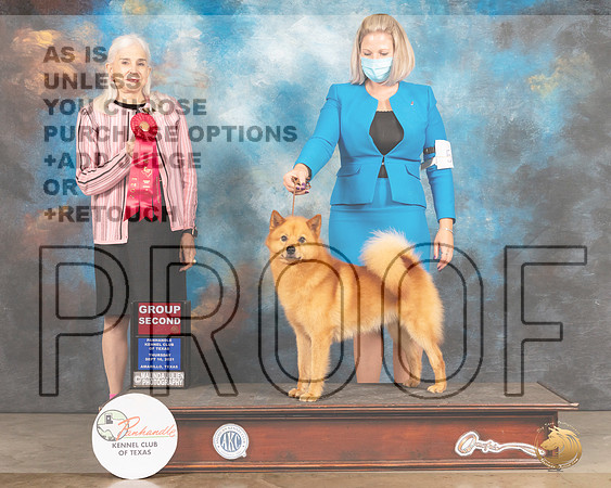 Finnish Spitz #5 Thur G2 Judge Jan Paulk-MMJ_1291-Amarillo2021