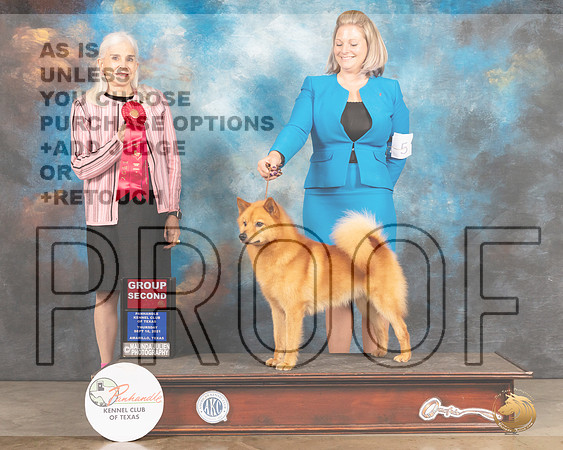 Finnish Spitz #5 Thur G2 Judge Jan Paulk-MMJ_1294-Amarillo2021