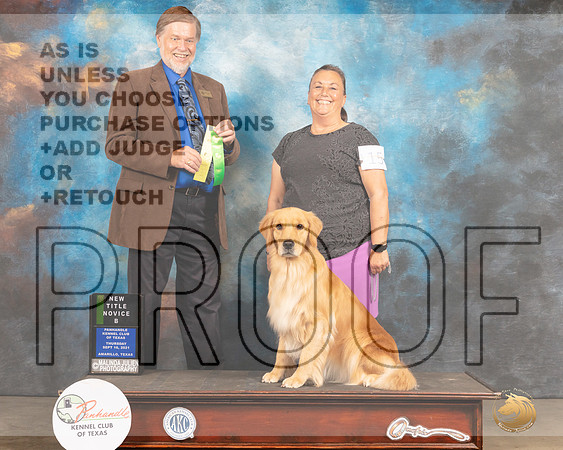 Golden Retriever #15 Thurs CD Judge Bob Margolis-MMJ_1274-Amarillo2021