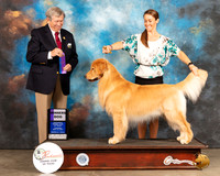 Golden Retriever #27 Thur WD Judge Robert Robinson