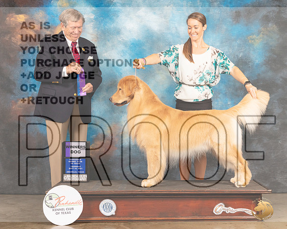 Golden Retriever #27 Thur WD Judge Robert Robinson-MMJ_1260-Amarillo2021